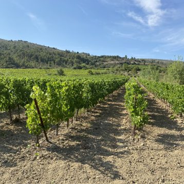 Photo of a wineyard located in Aude, Southern France.